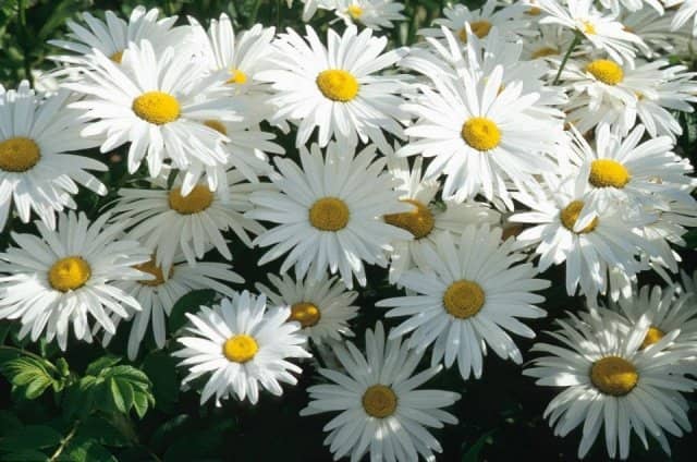 b350c186127395f60be9a310a6f3e29f Багаторічники з білими квітами: фото та назви