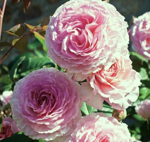 b494d00a0c410006cfc58074249d9b36 Троянди Девіда Остіна: сорти і описи, відгуки + фото