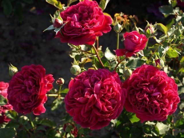 b816d9415d27dd34f3936a31d1d61022 Піоноподібні троянди: фото, опис сортів