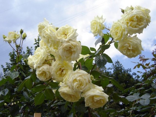 b8226021f780b36c26b5d3e789e4a8f3 Плетисті (кучеряве) троянди: посадка, розмноження, догляд та вирощування + фото