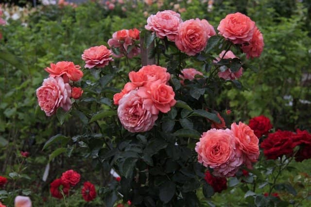 b88410fdfc524df21a8b08f60462e007 Садові троянди: фото та назви
