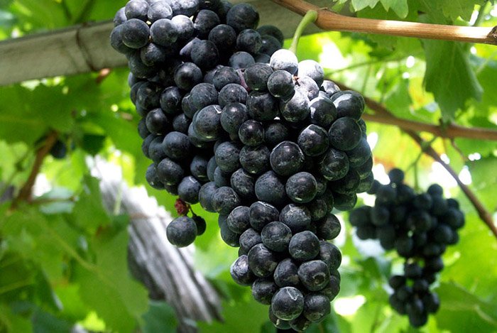 baaa52ac728a9ca2ecb27f77bc99153d Таємниці вина з чорного винограду