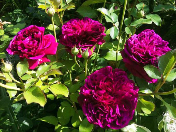 bb36e0943f97fd35177ef17dbaab6185 Троянди Девіда Остіна: посадка і догляд + фото