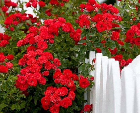 bc7610817f52f5046128d71eb55f8f57 Троянди плетисті: сорти постійного цвітіння + фото