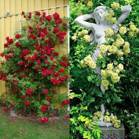 be132d533c10c2da3ed218c46b45301b Троянди плетисті: сорти постійного цвітіння + фото