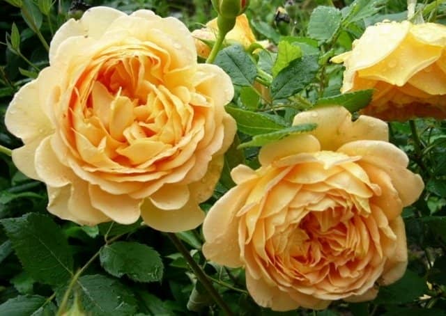 c3c55a4adcb5b7dea0fbd7ef9a944cb2 Троянди Девіда Остіна: сорти і описи, відгуки + фото
