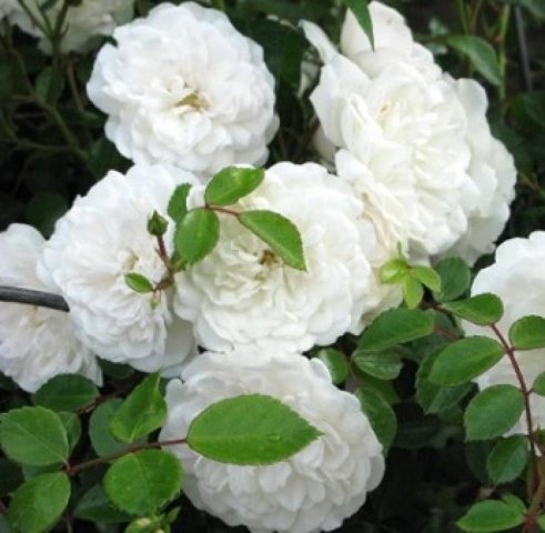 c7294290421a2a275df9912e7dc72b55 Грунтопокривні троянди квітнуть все літо: відгуки, опис + фото