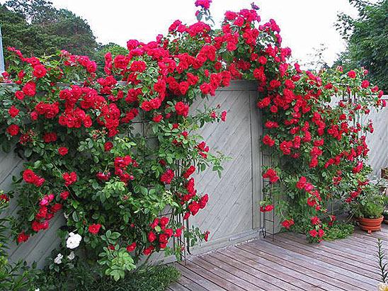 c91fa9d7a691ea66d34da4c457df45bb Троянди плетисті: сорти постійного цвітіння + фото