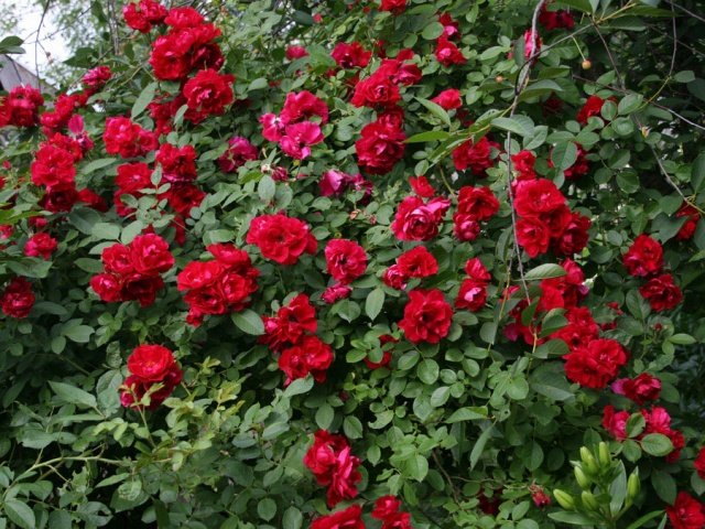d0631f7a77c7016d3524e99083782cd7 Троянди плетисті: сорти постійного цвітіння + фото
