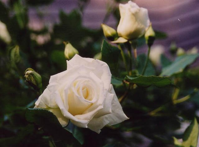 d299e32c54513d1a30a6ea31349c750b Біла троянда вюнка: сорту, опис + фото