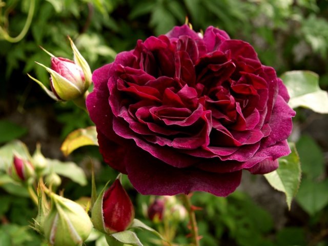 d554fad5e2e425955cd4fcc7ce928157 Піоноподібні троянди: фото, опис сортів