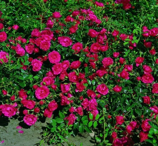 d8bba50e48b7ff8835814efdadc24770 Грунтопокривні троянди: догляд та вирощування, розмноження та обрізка