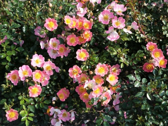 df34840a48b11e9a42c059d84ce4266f Грунтопокривні троянди квітнуть все літо: відгуки, опис + фото