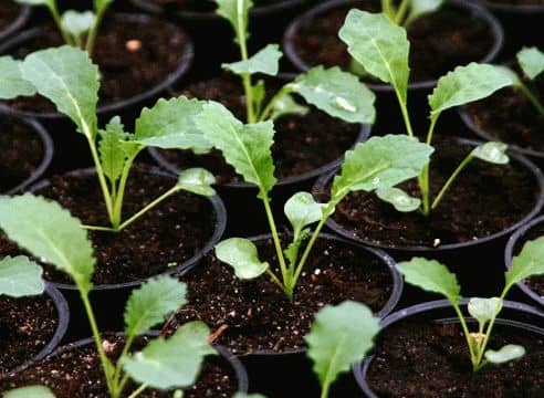 e4daa842299d529b411b791f60dac4a0 Капуста декоративна: вирощування з насіння, коли садити