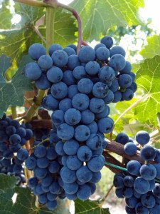 e767a4270ffb5f0afdadf394ca090ed9 Як приготувати вино з синіх сортів винограду в домашніх умовах