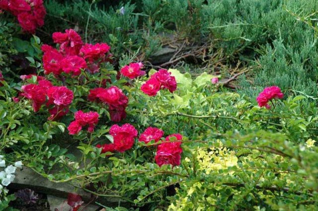 ea8f01997d9eebb4c6221431250619b9 Грунтопокривні троянди: догляд та вирощування, розмноження та обрізка