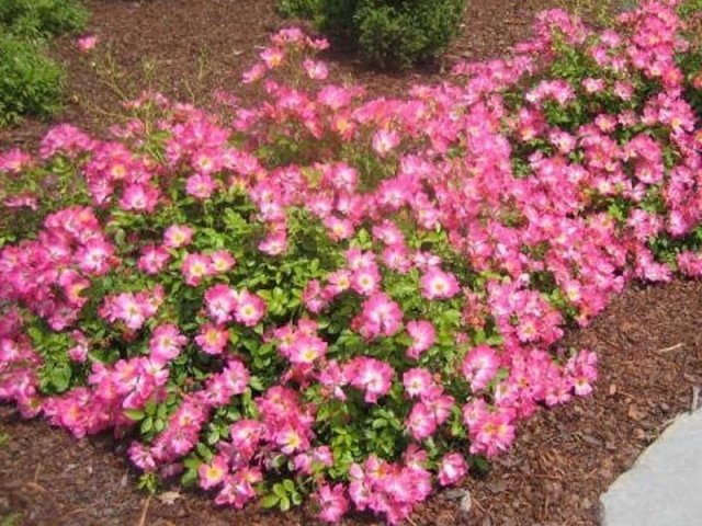 f486cd54d37c35bb4c90e30fc6642370 Грунтопокривні троянди квітнуть все літо: відгуки, опис + фото