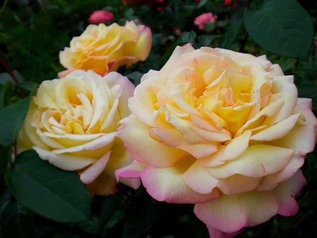 f5813aa41b1b87bae4622355b86d3809 Троянди плетисті: фото з назвою сорту