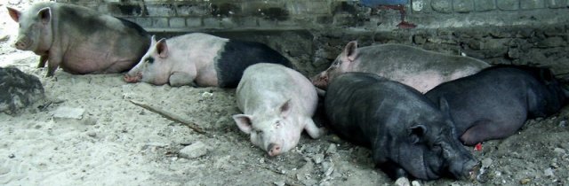 f73698db15127bdc76e34a657f087bb1 Вєтнамські свині: розведення, догляд, харчування + фото, відгуки