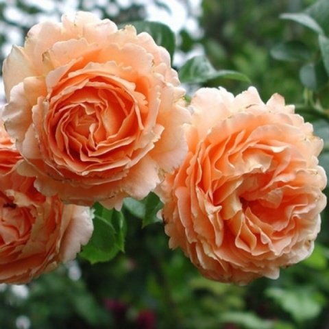 f74667014275cb781e4386e7487f6f6c Троянди плетисті: сорти постійного цвітіння + фото