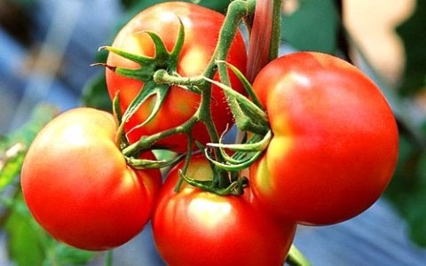 f75d3ab4497037dce177ab4265a13536 Підживлення томатів кальцієвою селітрою