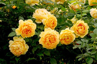f89503a9cb788fea9eaef245cc249b0a Піоноподібні троянди: фото, опис сортів