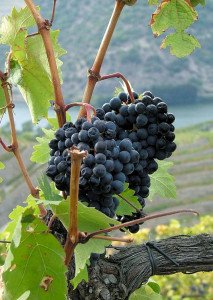 fab4aac1af469cd99145c8c85bc15283 Основні сорти винограду, що використовуються у виноробстві