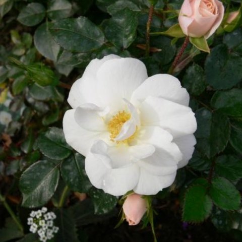 fd140ddd63bb831bfba4cc9419ae3299 Грунтопокривні троянди квітнуть все літо: відгуки, опис + фото