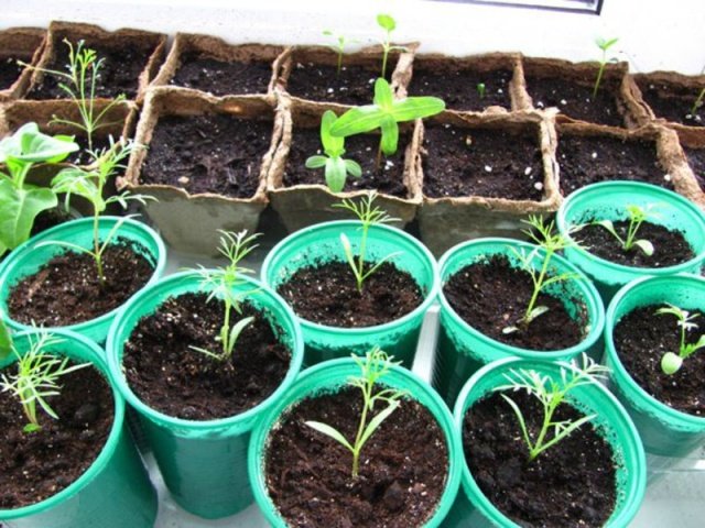 076d4dceb6cc1c3b7b787cae52c318f6 Космея: вирощування з насіння, коли садити