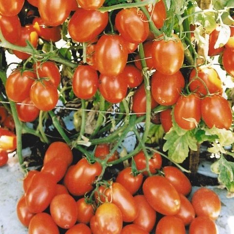 0b3005def85fa114b30e2e52950a5dfb Томат Король ринку: характеристика та опис сорту
