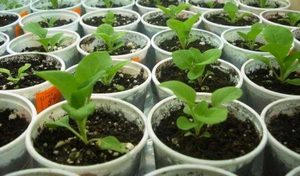 0bc6c91c1010e457d4b907059160a368 Сальпіглосіс — вирощування з насіння, садіння і догляд