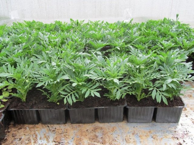 10ff155fdfd8da8ac529c0942f1f8bb7 Чорнобривці: вирощування з насіння, коли садити