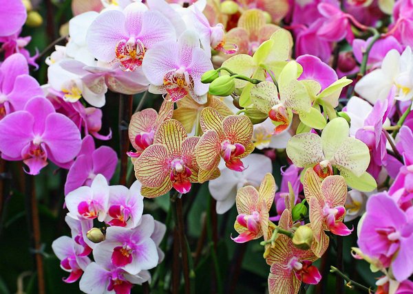 1114a01d5b7a92d372d4b40a5150649f Квітка орхідея: основні рекомендації по вирощуванню