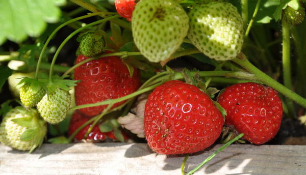 123d2c774f64b82757e3a5fbac2e95f2 Кращі сорти полуниці — вирощуємо велику ягоду