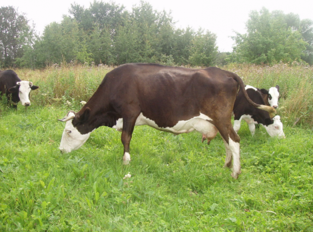 155fba35281af402ab8f4c00c76cbc92 Молочні породи корів: опис, фото