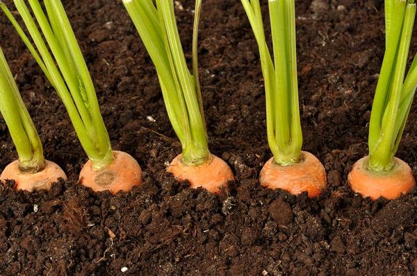 195b4791d8211ed69ad19890e2e4767e Як правильно садити моркву навесні?