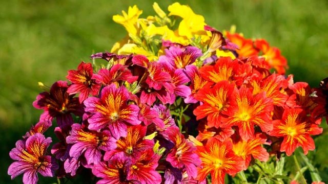 1f08470a6774670f81a8c49ddd847ca5 Невибагливі квітучі однорічні квіти для клумби