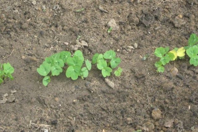 22123ce7f81958d4f76c5e61bed39f17 Вирощування з насіння настурції в домашніх умовах: коли садити