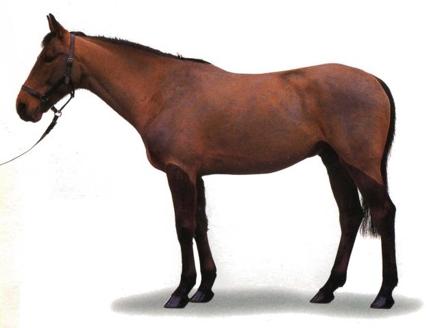2a69b8695e58db8230eed8a9fa018949 Карачаевская порода коней з фотографіями і назвами