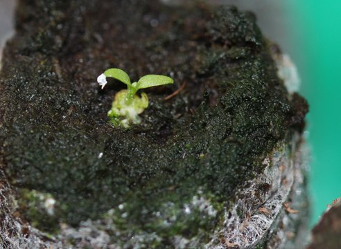 3275c9959d488e5237c1c9610f5ed733 Еустома: вирощування з насіння, коли садити на розсаду