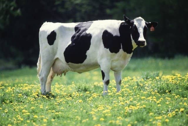 371c5174c8ecd4d8f6856111f7f17609 Молочні породи корів: опис, фото
