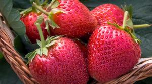 3d39e70a8e2d5ed9f1e9390f9253001c Кращі сорти полуниці — вирощуємо велику ягоду