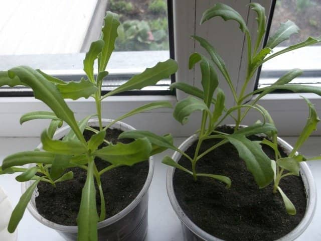 4097d8f53861e216b6fff129252282be Диморфотека   вирощування з насіння в домашніх умовах