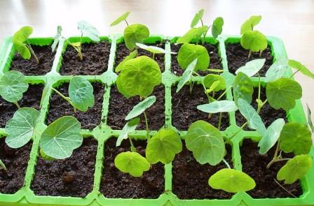 458a2c7f0fb0edf9f11ad4045c6ac050 Вирощування з насіння настурції в домашніх умовах: коли садити