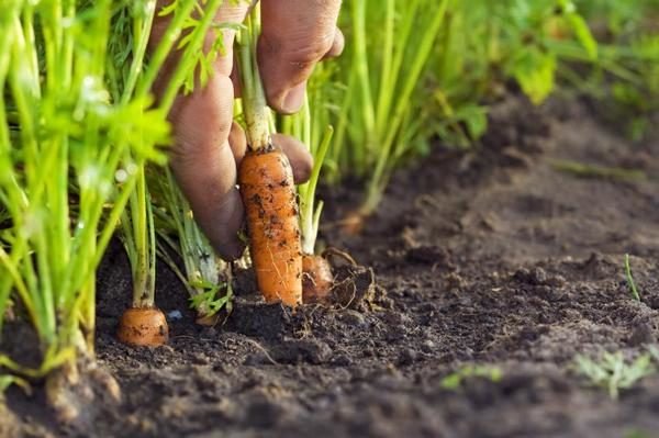 46b143de0abb603422669230b9d84c35 Як правильно підготувати насіння до посіву моркви