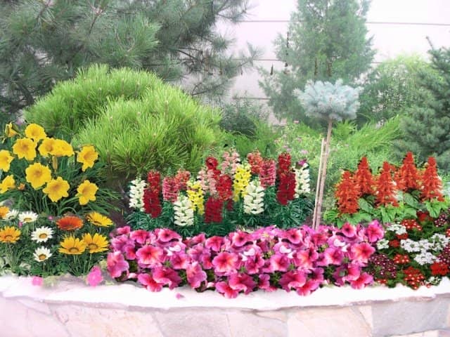49f945d3d0280db8449f4e0540141583 Квіти однолітні для саду невибагливі довгоквітучі