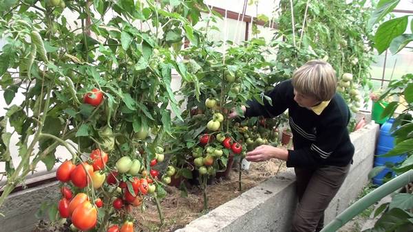 4a72fe068a8f10766df4ba1e21382784 Обираємо найкращі сорти томатів для посадки у теплицю