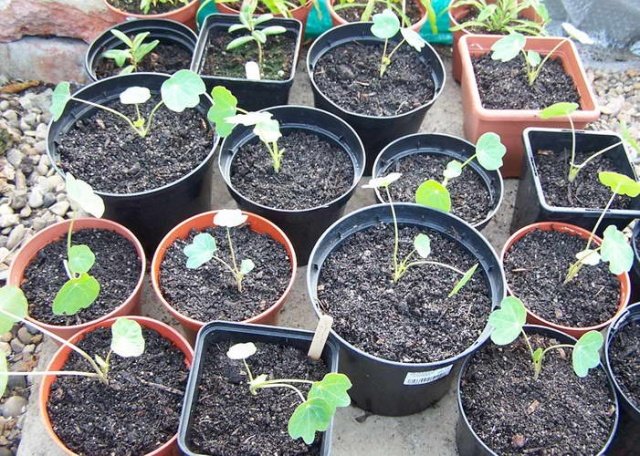 4e074c359b095c741c28670c9356df6d Вирощування з насіння настурції в домашніх умовах: коли садити