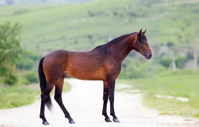 5650b52022c611c341ba013a831d1f53 Карачаевская порода коней з фотографіями і назвами