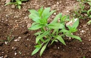5bf9047a64ef182075be90eace5fbb4c Коли садити однорічні флокси і як вирощувати з насіння